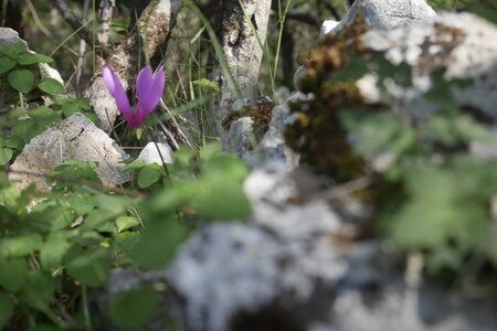2018-05-12-19-selvaggio-blu, alpes-aventure-selvaggio-blu-santa-maria-su-idileddu-2018-05-13-093