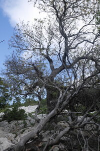 2018-05-12-19-selvaggio-blu, alpes-aventure-selvaggio-blu-su-idileddu-portu-pedrosu-2018-05-14-012