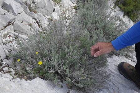 2018-05-12-19-selvaggio-blu, alpes-aventure-selvaggio-blu-su-idileddu-portu-pedrosu-2018-05-14-022