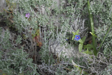 2018-05-12-19-selvaggio-blu, alpes-aventure-selvaggio-blu-su-idileddu-portu-pedrosu-2018-05-14-023
