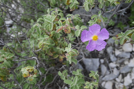 2018-05-12-19-selvaggio-blu, alpes-aventure-selvaggio-blu-su-idileddu-portu-pedrosu-2018-05-14-026