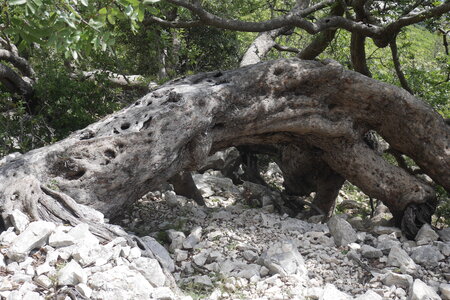 2018-05-12-19-selvaggio-blu, alpes-aventure-selvaggio-blu-su-idileddu-portu-pedrosu-2018-05-14-036