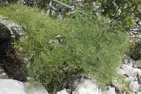 2018-05-12-19-selvaggio-blu, alpes-aventure-selvaggio-blu-su-idileddu-portu-pedrosu-2018-05-14-037