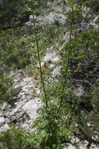 2018-05-12-19-selvaggio-blu, alpes-aventure-selvaggio-blu-su-idileddu-portu-pedrosu-2018-05-14-038