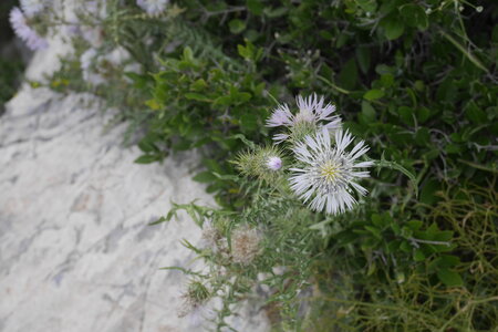 2018-05-12-19-selvaggio-blu, alpes-aventure-selvaggio-blu-su-idileddu-portu-pedrosu-2018-05-14-044