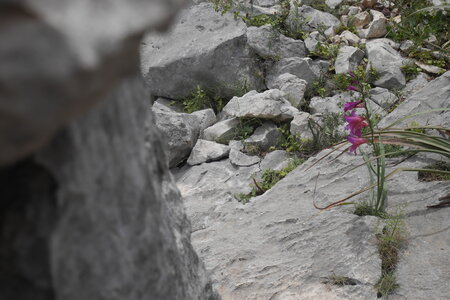 2018-05-12-19-selvaggio-blu, alpes-aventure-selvaggio-blu-su-idileddu-portu-pedrosu-2018-05-14-063