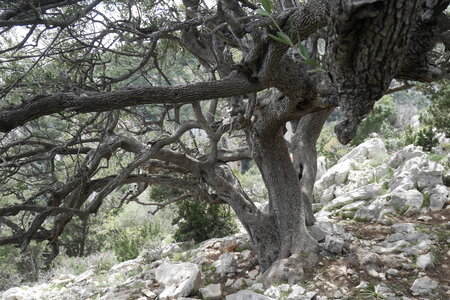 2018-05-12-19-selvaggio-blu, alpes-aventure-selvaggio-blu-su-idileddu-portu-pedrosu-2018-05-14-070
