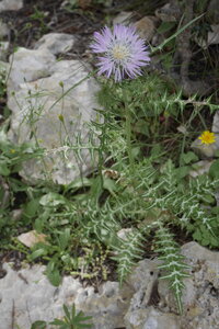 2018-05-12-19-selvaggio-blu, alpes-aventure-selvaggio-blu-su-idileddu-portu-pedrosu-2018-05-14-088