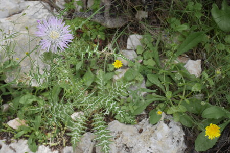 2018-05-12-19-selvaggio-blu, alpes-aventure-selvaggio-blu-su-idileddu-portu-pedrosu-2018-05-14-089