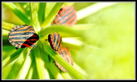 Compagnons du jardin, Bebettes 2