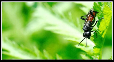 Compagnons du jardin, Bebettes 3