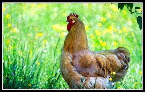 Compagnons du jardin, Bebettes 5
