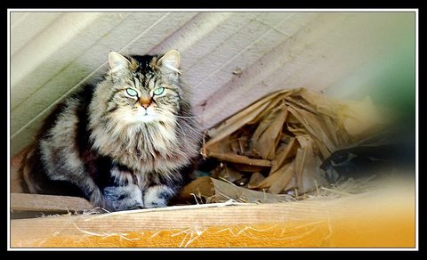 Compagnons du jardin, Bebettes 6