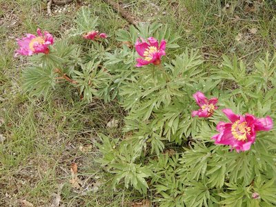 pivoines de mercredi 23/05/2018, DSCN3594