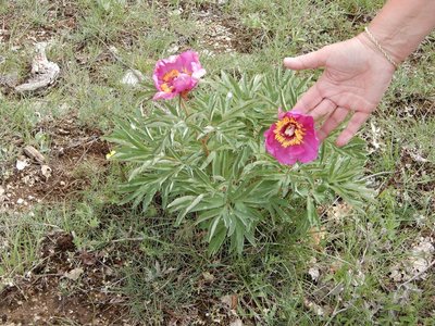 pivoines de mercredi 23/05/2018, DSCN3597