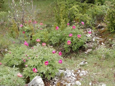 pivoines de mercredi 23/05/2018, DSCN3601