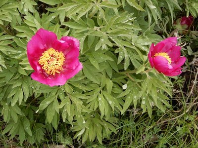 pivoines de mercredi 23/05/2018, DSCN3604