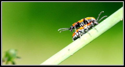Compagnons du jardin, Bebettes 9