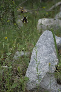 2018-05-12-19-selvaggio-blu, alpes-aventure-selvaggio-blu-portu-pedrosu-su-tesaru-2018-05-15-009