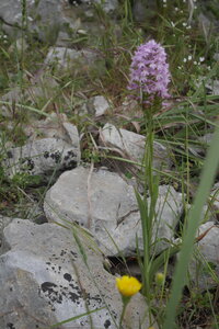 2018-05-12-19-selvaggio-blu, alpes-aventure-selvaggio-blu-portu-pedrosu-su-tesaru-2018-05-15-014
