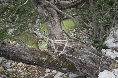 2018-05-12-19-selvaggio-blu, alpes-aventure-selvaggio-blu-portu-pedrosu-su-tesaru-2018-05-15-044