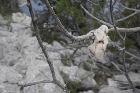 2018-05-12-19-selvaggio-blu, alpes-aventure-selvaggio-blu-portu-pedrosu-su-tesaru-2018-05-15-049