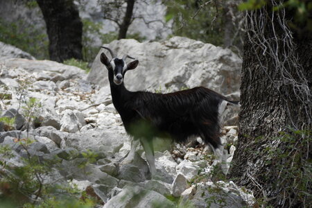 2018-05-12-19-selvaggio-blu, alpes-aventure-selvaggio-blu-ololbizzi-cala-sisine-2018-05-17-055