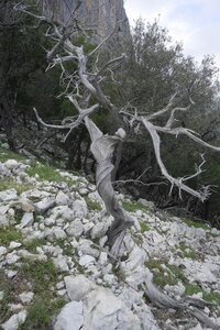 2018-05-12-19-selvaggio-blu, alpes-aventure-selvaggio-blu-ololbizzi-cala-sisine-2018-05-17-083