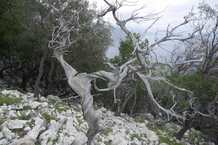 2018-05-12-19-selvaggio-blu, alpes-aventure-selvaggio-blu-ololbizzi-cala-sisine-2018-05-17-085