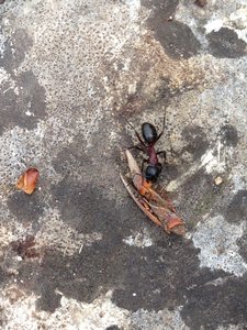 Les bestioles du verger, IMG_2300