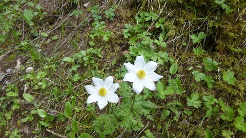 Vendredi AM 25/05/2018, _copie-0_P1040775