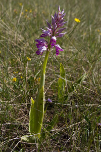 Causse de Méjeans, IMG_2012