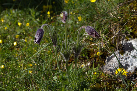 Causse de Méjeans, IMG_2020