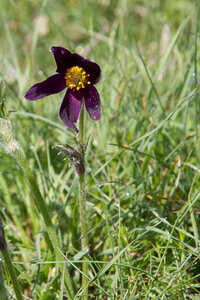 Causse de Méjeans, IMG_2021