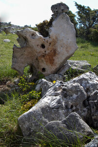 Causse de Méjeans, IMG_2030