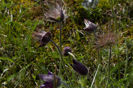 Causse de Méjeans, IMG_2032
