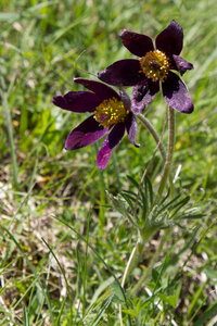 Causse de Méjeans, IMG_2037