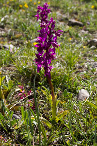Causse de Méjeans, IMG_2175