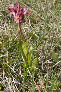 Causse de Méjeans, IMG_2176