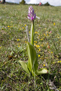 Causse de Méjeans, IMG_2182