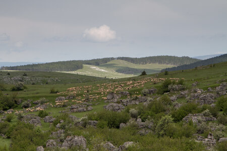 Causse de Méjeans, IMG_2206