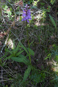 Causse de Méjeans, IMG_2255