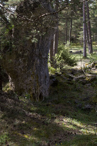 Causse de Méjeans, IMG_2262