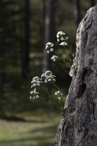 Causse de Méjeans, IMG_2263