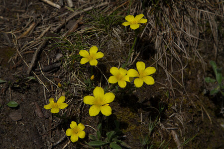 Causse de Méjeans, IMG_2283