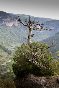 Causse de Méjeans, IMG_2335
