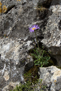 Causse de Méjeans, IMG_2370