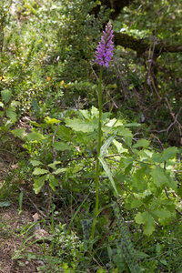 Causse de Méjeans, IMG_2377