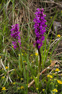 Causse de Méjeans, IMG_2240