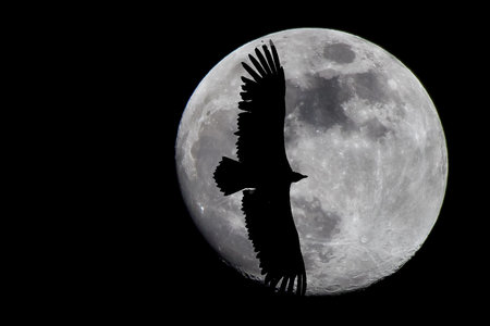 Causse de Méjeans, lune_vautour